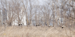 Common Mergansers 0509